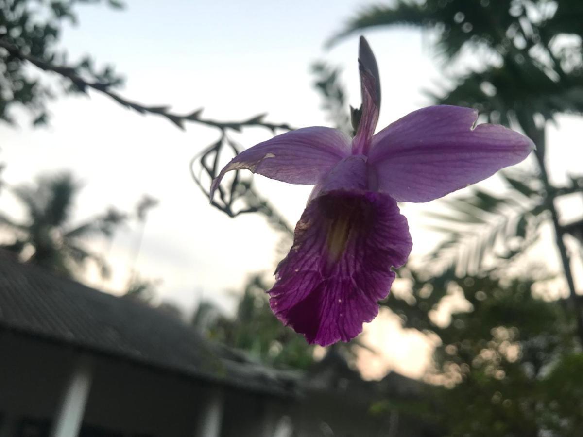 Jilan Homestay Bentota Exterior foto